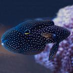 zeeaquarium vissen te koop, Vis