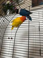 Mooi Agaponide koppel, Dieren en Toebehoren, Meerdere dieren, Dwergpapegaai of Agapornis