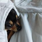 Dek reu aangeboden., Dieren en Toebehoren, Honden | Jack Russells en Terriërs, 1 tot 2 jaar, Eén hond, Nederland, Particulier