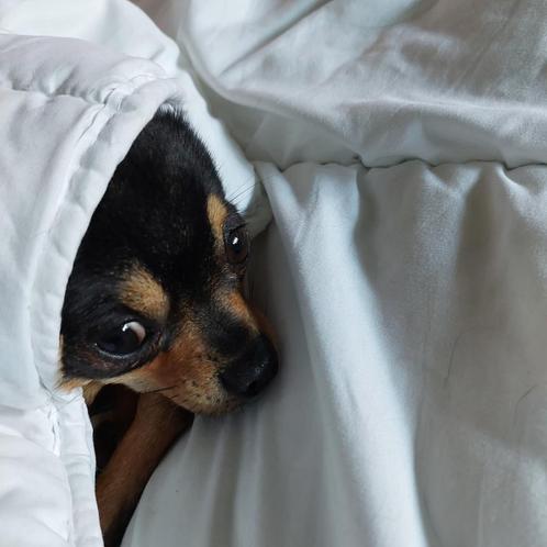 Dek reu aangeboden., Dieren en Toebehoren, Honden | Jack Russells en Terriërs, Reu, Overige rassen, Particulier, Eén hond, Nederland