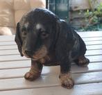 Kunststoffen Dierenbeeld - Hond, Tuin en Terras, Ophalen, Gebruikt, Kunststof, Dierenbeeld