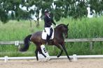 Ervaren bijrijder aangeboden, Ophalen, Dressuur