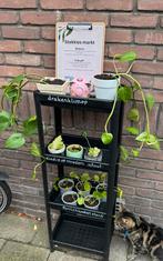 Stekjesmarkt: Drakenklimop, Pannenkoekenplant & meer!, Vaste plant, Bloeit niet, Halfschaduw, Ophalen