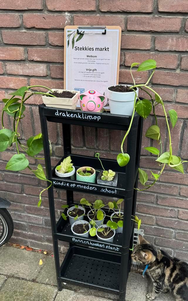 Stekjesmarkt: Drakenklimop, Pannenkoekenplant & meer!, Tuin en Terras, Planten | Tuinplanten, Vaste plant, Overige soorten, Halfschaduw