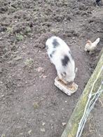 Mini varken vrouwtje, Dieren en Toebehoren, November, Vrouwelijk