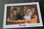 Twee kittens in mand - Tenerife, Verzenden, 1980 tot heden, Ongelopen, Hond of Kat