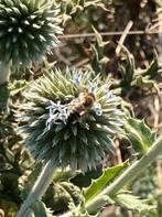 zaden beklierde kogeldistel, Ophalen of Verzenden, Volle zon