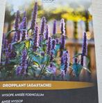 Zaden dropplant/ agastache, Ophalen of Verzenden, Volle zon