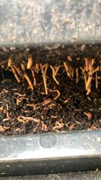 Compost wormen, Tuin en Terras, Aarde en Mest, Compost, Ophalen