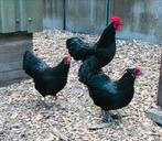 Australorp te koop!, Dieren en Toebehoren, Pluimvee, Meerdere dieren, Kip