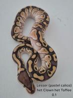 Ball Python regius 0.1 2025, Dieren en Toebehoren, Slang, 0 tot 2 jaar