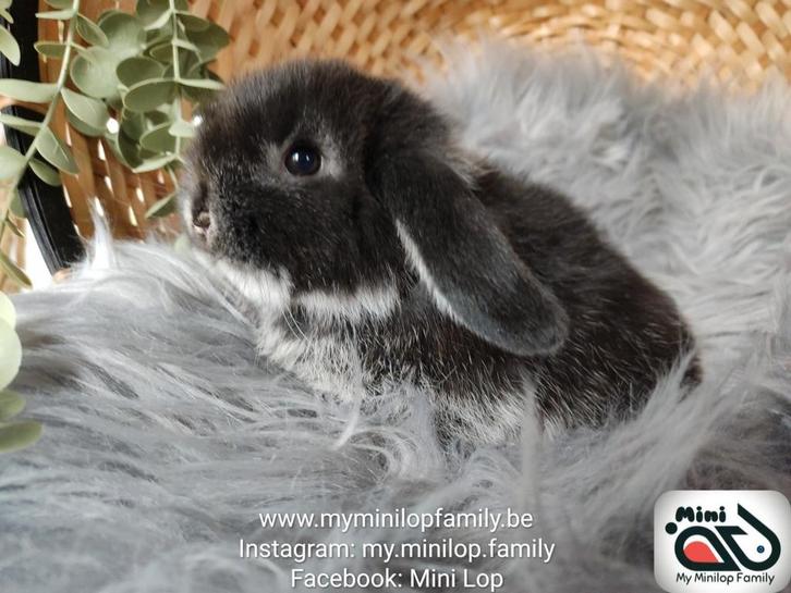 Raszuiver baby minilop konijn ram (transport mogelijk), Dieren en Toebehoren, Konijnen, Dwerg, Mannelijk, 0 tot 2 jaar, Hangoor