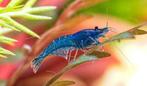 Blauwe garnalen, Dieren en Toebehoren, Vissen | Aquariumvissen, Kreeft, Krab of Garnaal