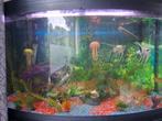 Aquarium met spullen, Ophalen