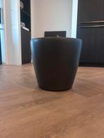 Mooie partij palmen met grote grijze pot verrijdbaar, Ophalen of Verzenden, Zo goed als nieuw, Overige kleuren, Minder dan 50 cm