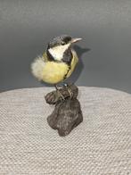 Opgezette prachtige volwassen Koolmees, Verzamelen, Dierenverzamelingen, Ophalen of Verzenden, Nieuw, Vogel, Opgezet dier