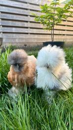 5 Zijdehoenders | Silkies | Hennen, Dieren en Toebehoren, Pluimvee, Vrouwelijk, Kip