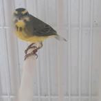 Mozambiquesijs pop 2024, Dieren en Toebehoren, Vrouwelijk, Tropenvogel, Geringd