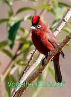 Div vogels🐦 tekoop en gevraagd-------------, Dieren en Toebehoren, Vogels | Overige Vogels, Meerdere dieren, Tropenvogel, Geringd