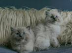 Prachtige sociale blue point en blue mink Ragdoll kittens, Dieren en Toebehoren, Katten en Kittens | Raskatten | Langhaar, Meerdere dieren