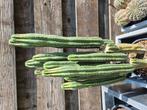 Stekken van de San Pedro cactus, Ophalen of Verzenden, Overige soorten, Volle zon