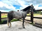 Brave Welsh A ruin (1.18) en Merrie (1.23), Dieren en Toebehoren, Pony's, M, 3 tot 6 jaar, B pony (1.17m tot 1.27m), Meerdere dieren