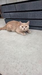 Mag direct mee. Britse korthaar katertje met stamboom, Dieren en Toebehoren, Katten en Kittens | Overige Katten, Meerdere dieren