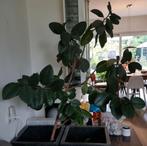 Ficus Elastica kamerplant (rubberplant), Huis en Inrichting, Kamerplanten, Groene kamerplant, Ophalen, Ficus, 100 tot 150 cm