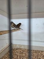 Barmsijsjes, Dieren en Toebehoren, Vogels | Overige Vogels, Meerdere dieren, Tropenvogel