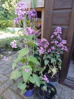 3 v €7,50 Judaspenning prachtige zaaddozen! voorjaarsbloeier, Tweejarig, Halfschaduw, Lente, Ophalen