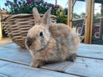 Vlaamse reus x hollander konijnen. Voedsters, Dieren en Toebehoren, Konijnen, Vrouwelijk, Groot