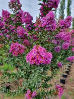 Lagerstroemia indica purple magic / volle bomen ‼️‼️, Tuin en Terras, Planten | Bomen, In pot, Zomer, Volle zon, 250 tot 400 cm