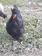 Kosovo langkraaiers, Dieren en Toebehoren, Meerdere dieren, Kip