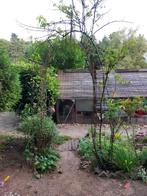 Iron pergola in 2 parts  so easier  for pick up, Tuin en Terras, Ophalen of Verzenden, Volle zon, Overige soorten