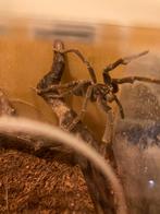 Vogelspin man Pterinochilus Lugardi, Dieren en Toebehoren, Spin of Schorpioen