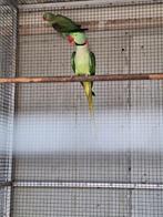 Jong onverwant koppel Alexander parkieten, Dieren en Toebehoren, Vogels | Parkieten en Papegaaien, Meerdere dieren, Parkiet