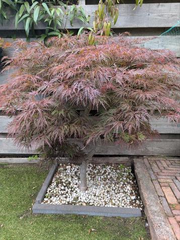 Prachtige Japanse esdoorn op stam rood beschikbaar voor biedingen