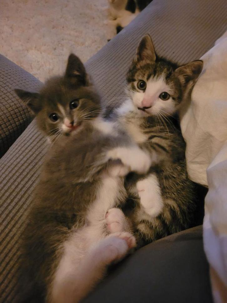 Kittens kruising britse korthaar en Europese korthaar, Dieren en Toebehoren, Katten en Kittens | Raskatten | Langhaar, Kater