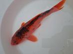 Koi., Dieren en Toebehoren, Vissen | Vijvervissen, Karper of Koi