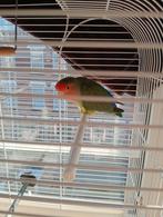 Rico agapornis vermist sinds 17 juli, Dieren en Toebehoren, Vermiste en Gevonden Dieren