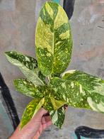Philodendron Green Congo Variegata p12 (3), Ophalen of Verzenden, Halfschaduw, Minder dan 100 cm