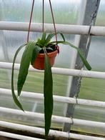 Anthurium vittarriifolium, Huis en Inrichting, Kamerplanten, Ophalen of Verzenden, Halfschaduw, Minder dan 100 cm