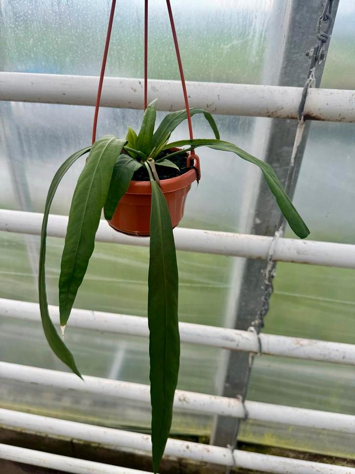 Anthurium vittarriifolium, Huis en Inrichting, Kamerplanten, Minder dan 100 cm, Halfschaduw, Ophalen of Verzenden