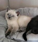 Britsekorthaar kittens, Dieren en Toebehoren, Katten en Kittens | Raskatten | Korthaar, Meerdere dieren, Ontwormd, 0 tot 2 jaar
