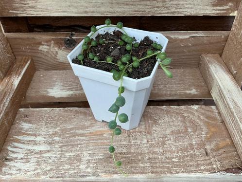 Senecio Rowleyanus Vetplant Succulent Hangplant, Huis en Inrichting, Kamerplanten, Vetplant, Ophalen of Verzenden