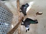 Takla duiven, Dieren en Toebehoren, Vogels | Duiven, Meerdere dieren, Tuimelaar of Roller