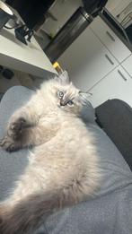 Laang haar poesje, Poes