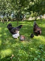 Barnevelder kippen haantjes groot, Dieren en Toebehoren, Pluimvee, Mannelijk, Kip