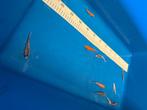 !SALE! Eurokoi Mix, Dieren en Toebehoren, Karper of Koi