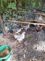 1-3 amrock  groot, Dieren en Toebehoren, Pluimvee, Meerdere dieren, Kip